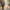 Bamboo Dog Walking Stick | Security Stick