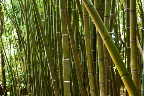 Bamboo's Stem In Cultures Across Varying Borders of the World