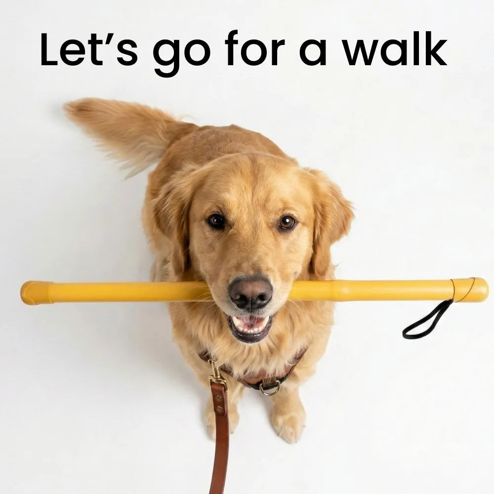 Golden retriever holding a Bamboo Dog Walking Stick, ready for a walk with joy.